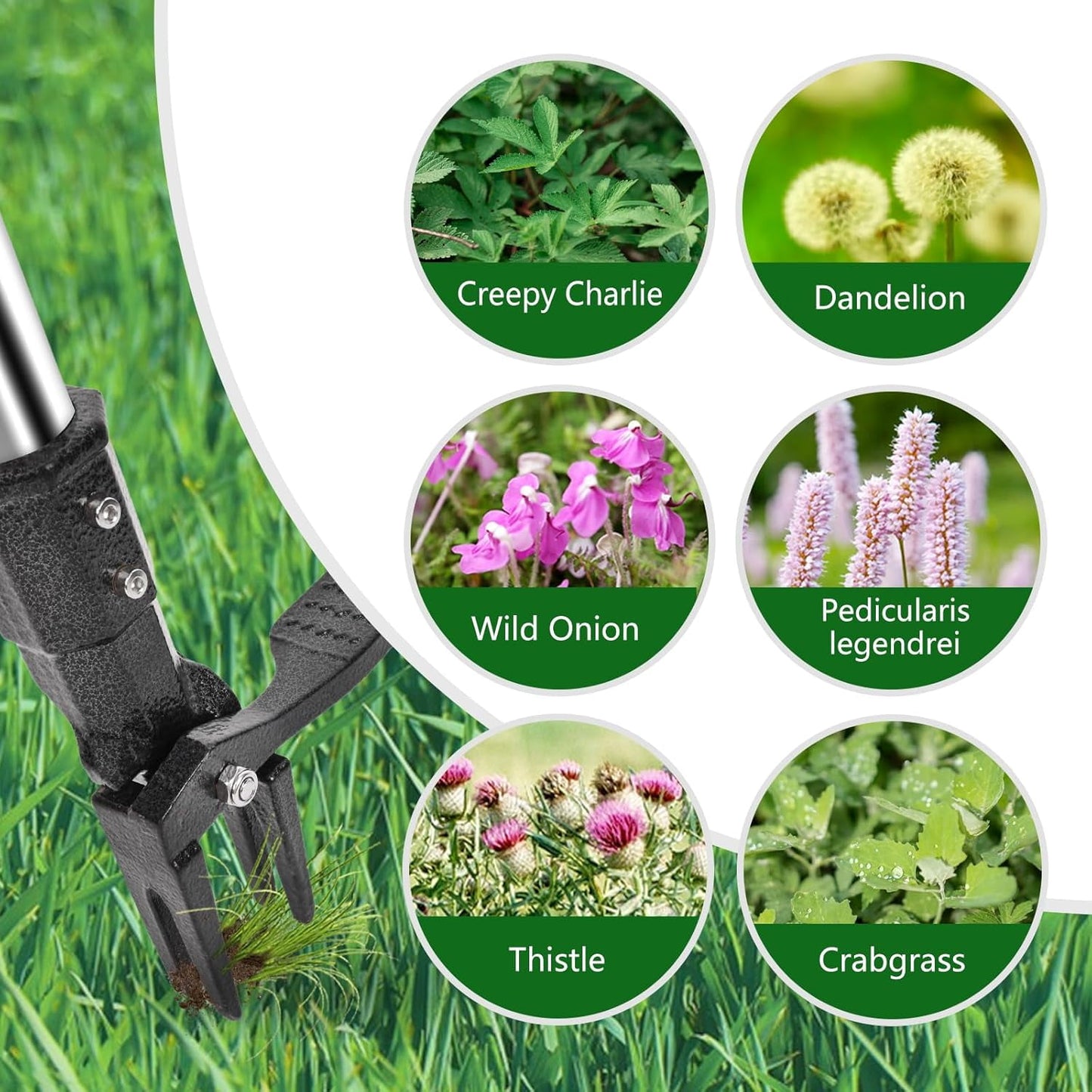 BN-LINK Weed Puller Tool, 48" Stand Up Weeder Garden Tools & 4 Claw Steel Head, Rustproof Stainless Steel, Easily Remove Weeds Without Bending, Pulling, or Kneeling